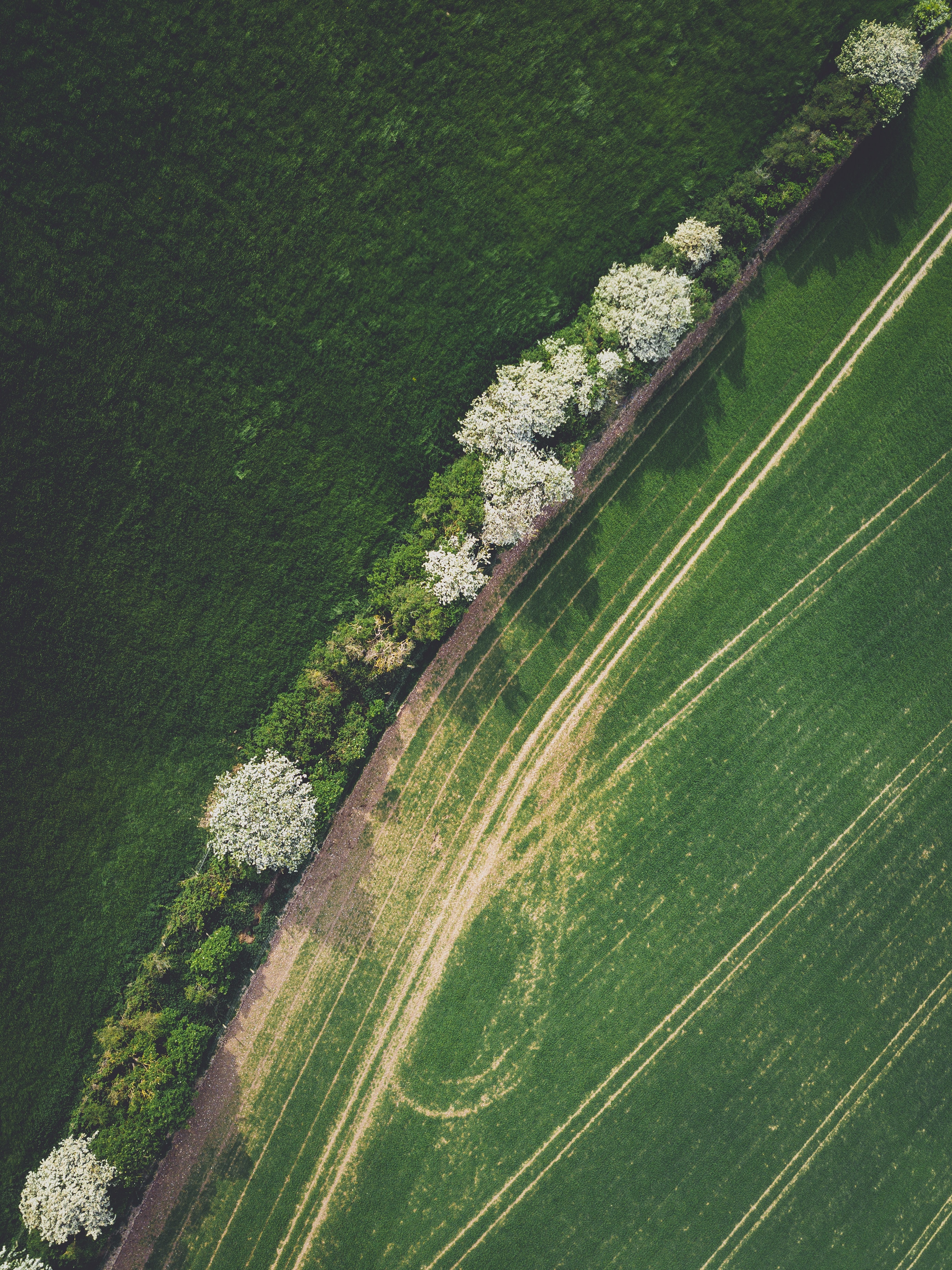 Aerial view of arable fields crossed by a tree-lined track